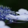 紫陽花