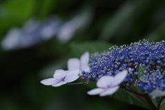 紫陽花