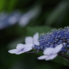 紫陽花