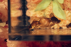 金魚