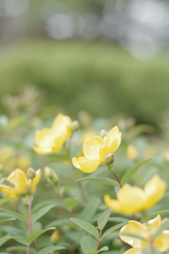 黄色い花
