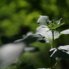 紫陽花待ち