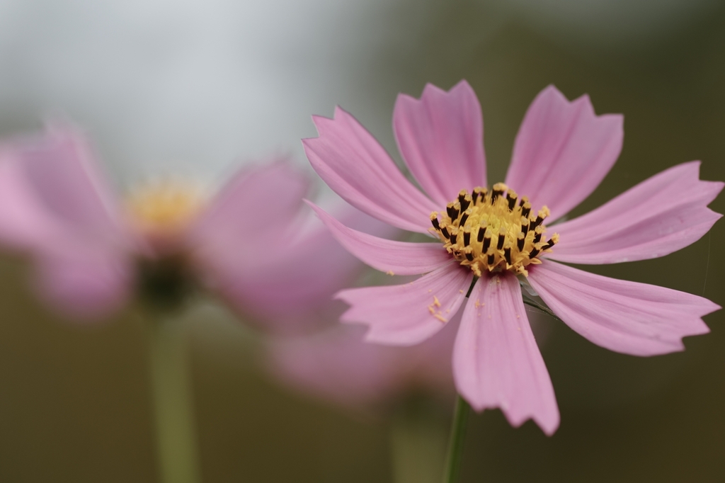 秋桜