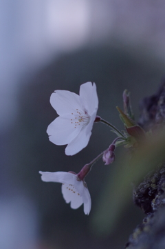 胴吹き桜