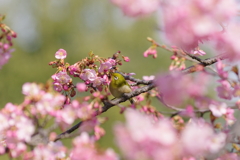 河津桜とメジロさん