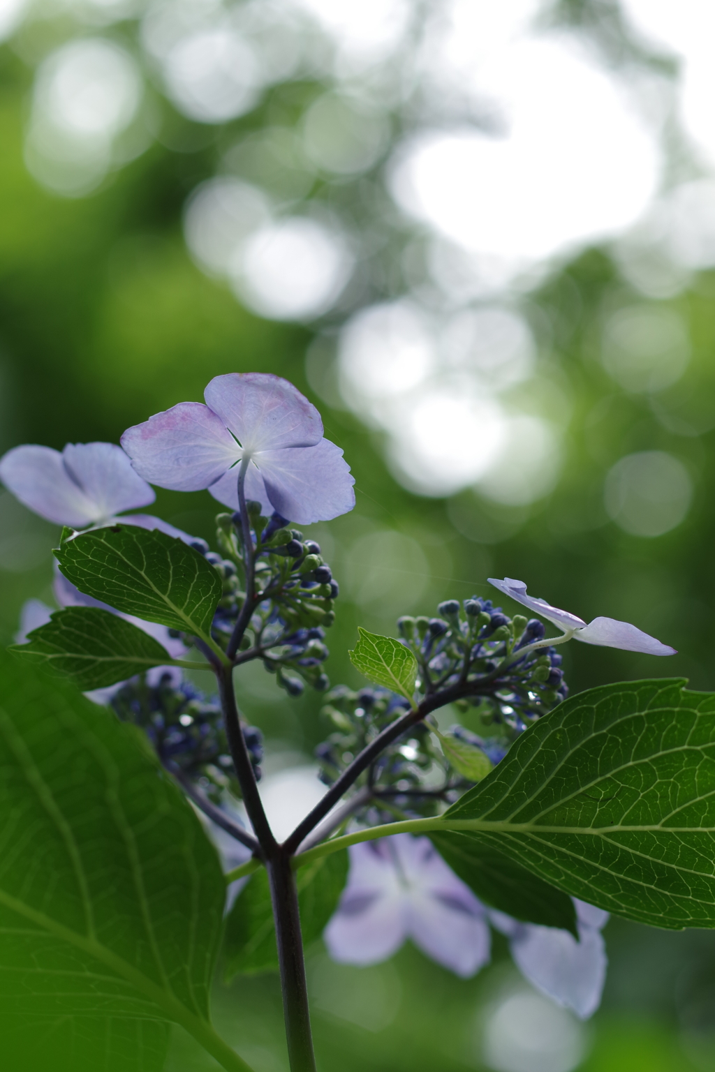 紫陽花が咲き始めましたね