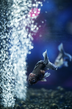 金魚