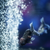 金魚