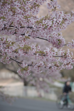 河津桜満開