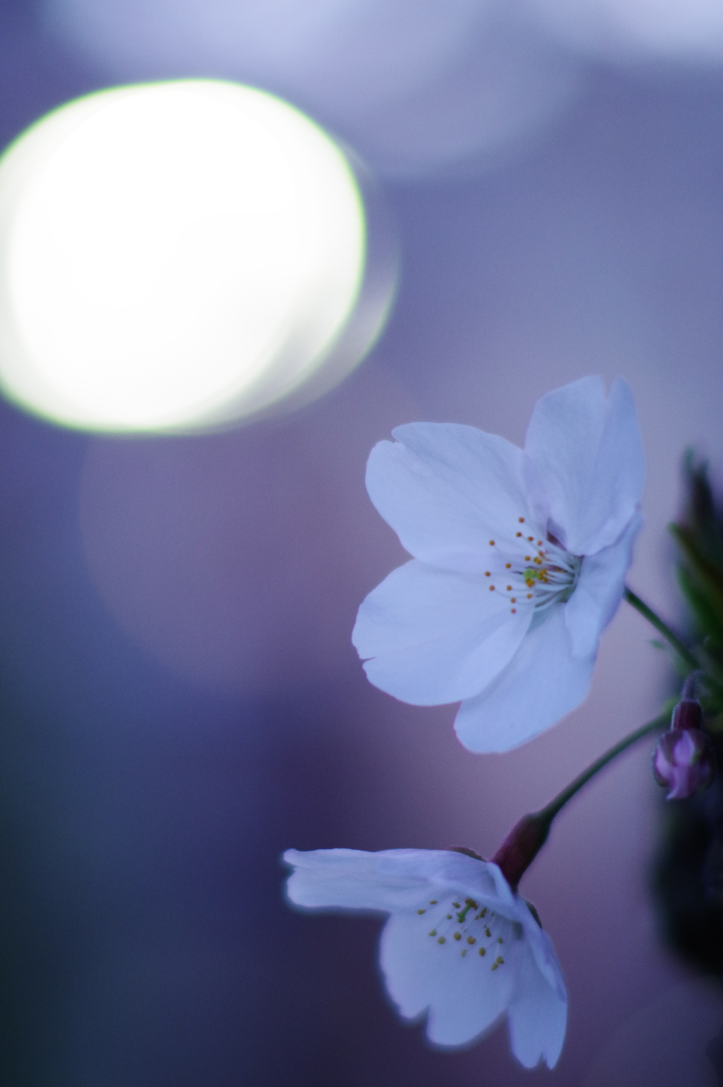 胴吹き桜