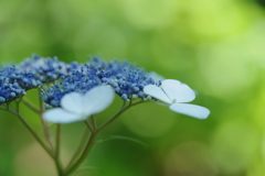 紫陽花