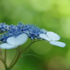 紫陽花