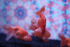 金魚
