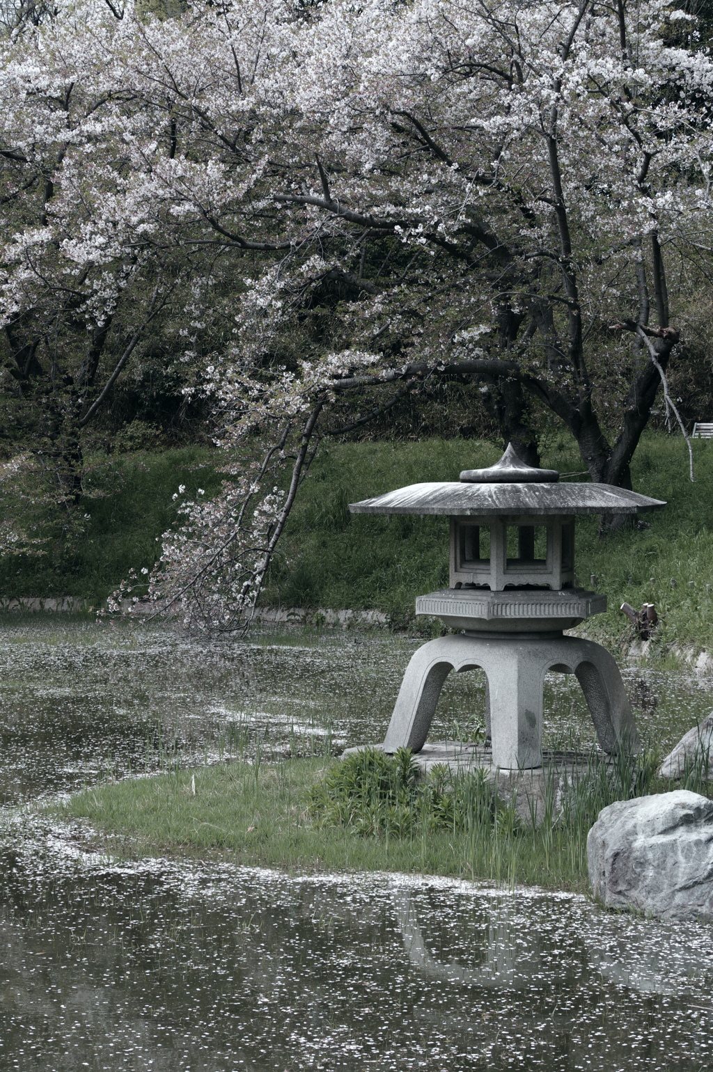 散りゆく桜