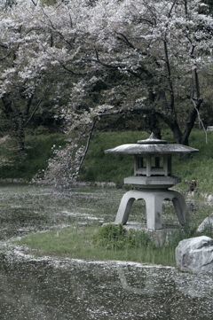 散りゆく桜