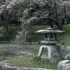散りゆく桜
