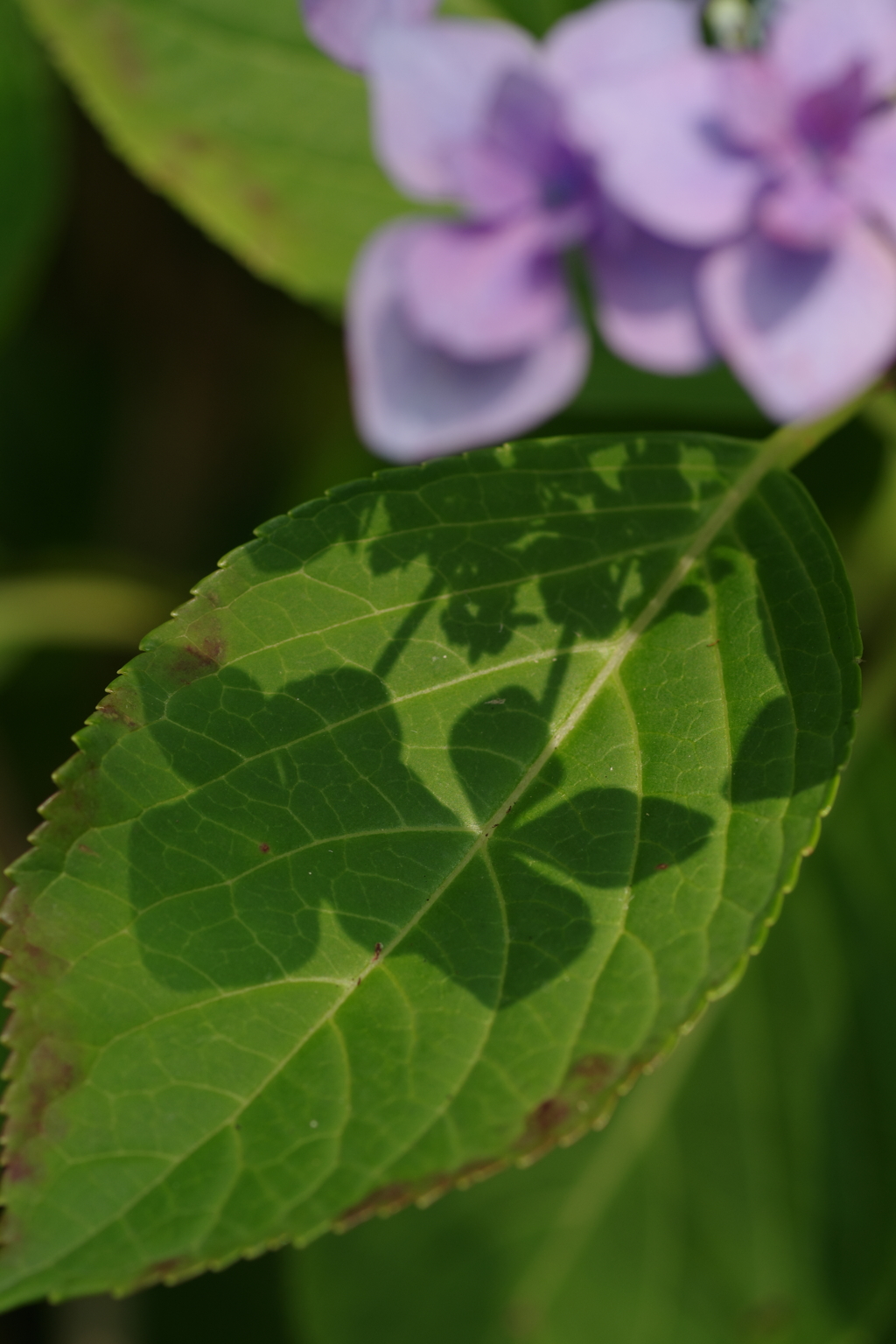 万博記念公園にて②