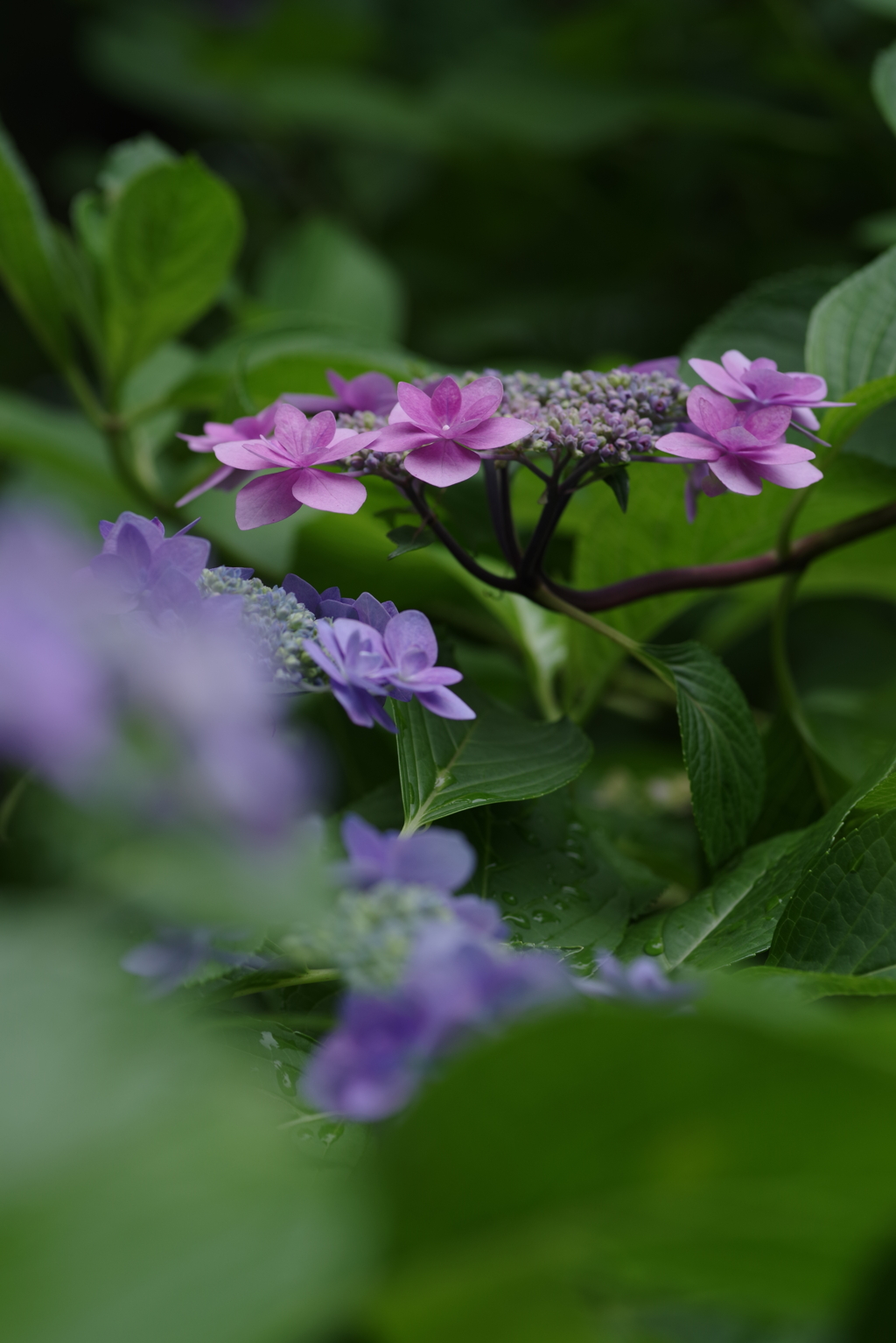 紫陽花