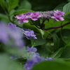 紫陽花