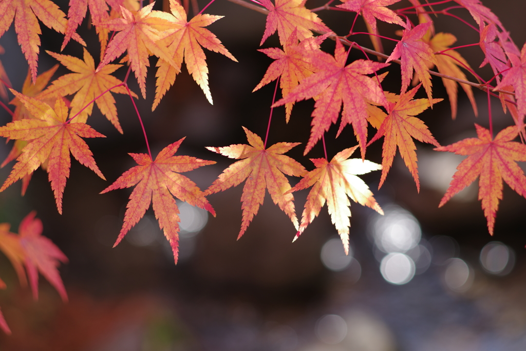 紅葉狩り