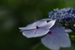 紫陽花