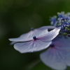 紫陽花