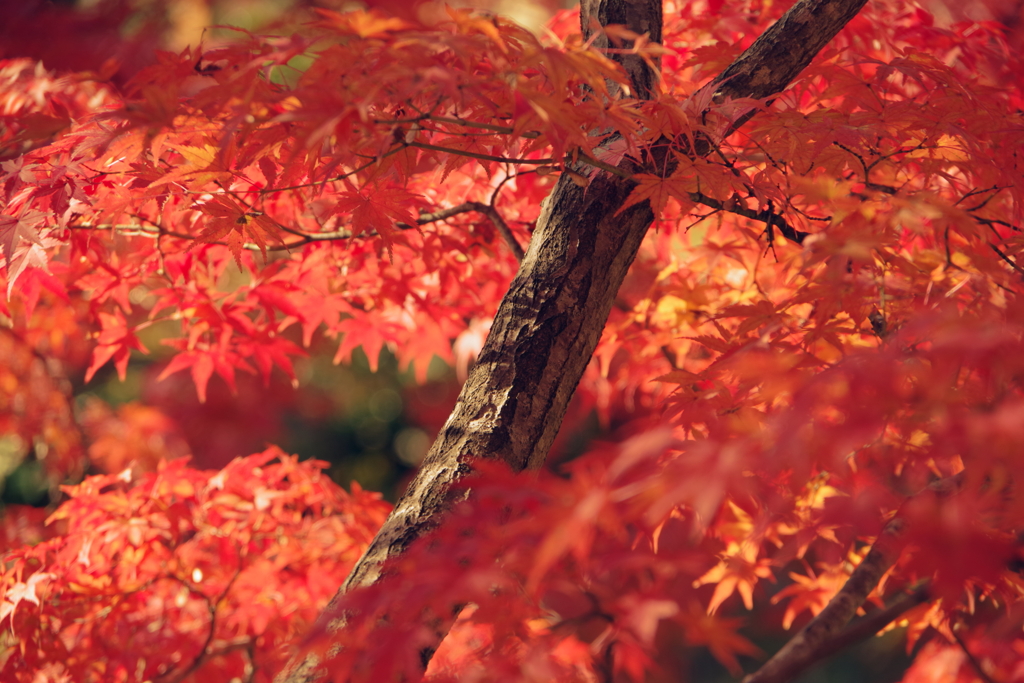 紅葉