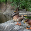 カモバウワ～