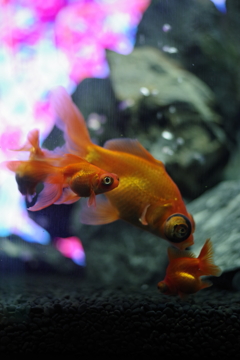 金魚