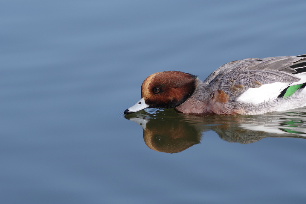 鳥撮り