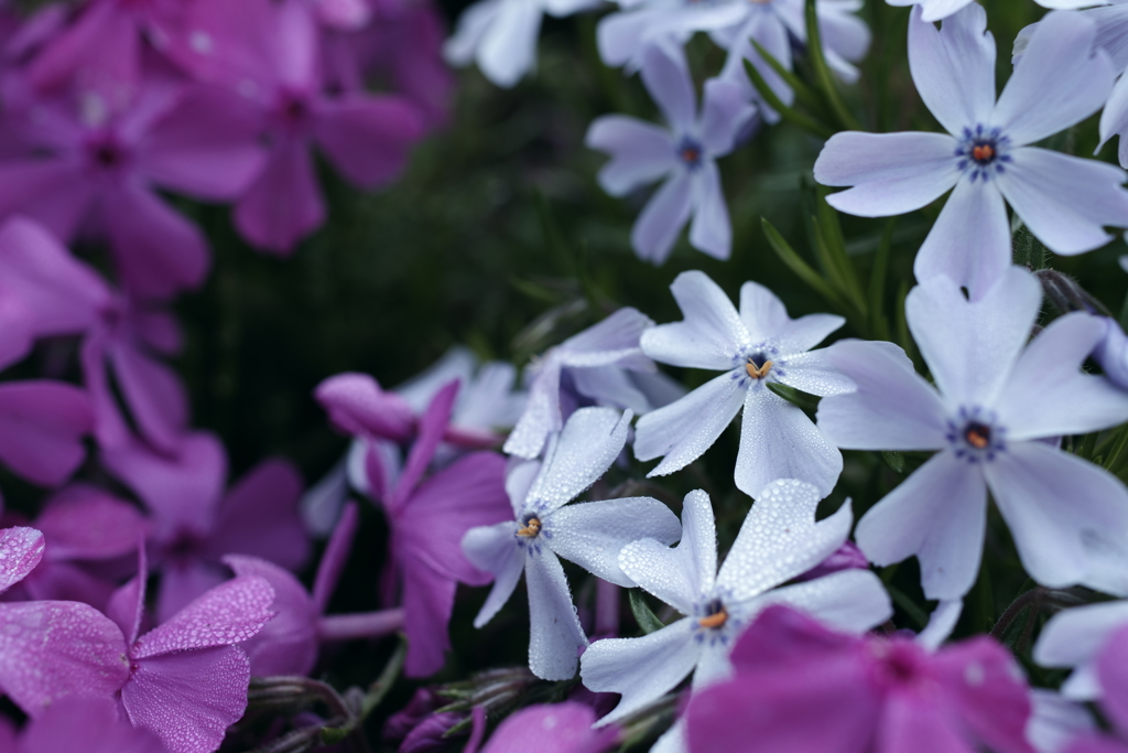 芝桜