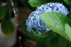 紫陽花