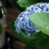 紫陽花