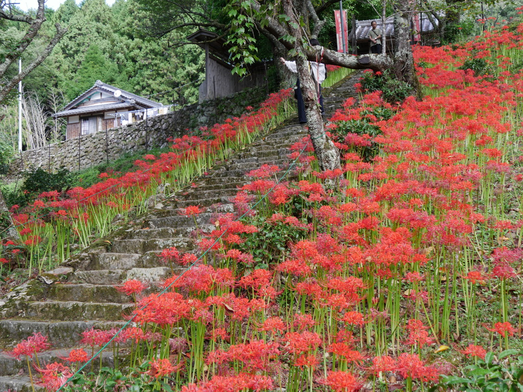 彼岸花