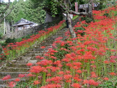 彼岸花