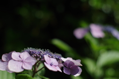 紫陽花