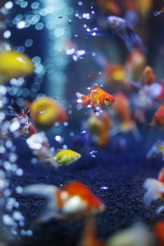 金魚