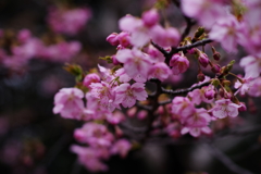河津桜