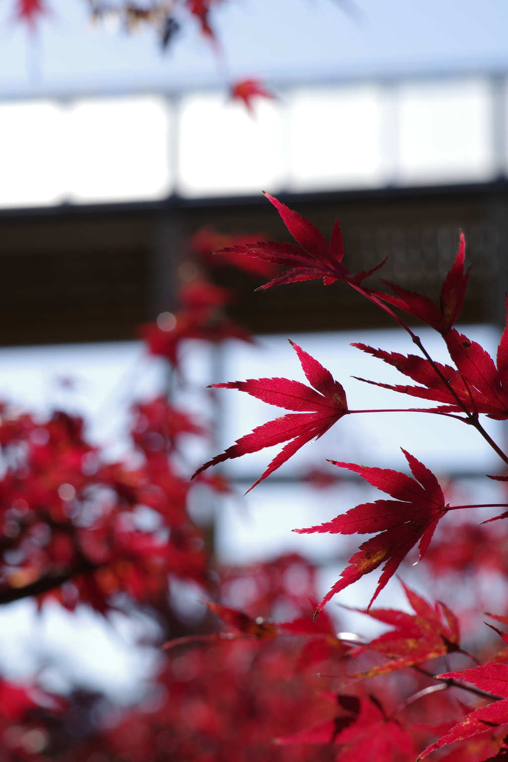 紅葉狩り