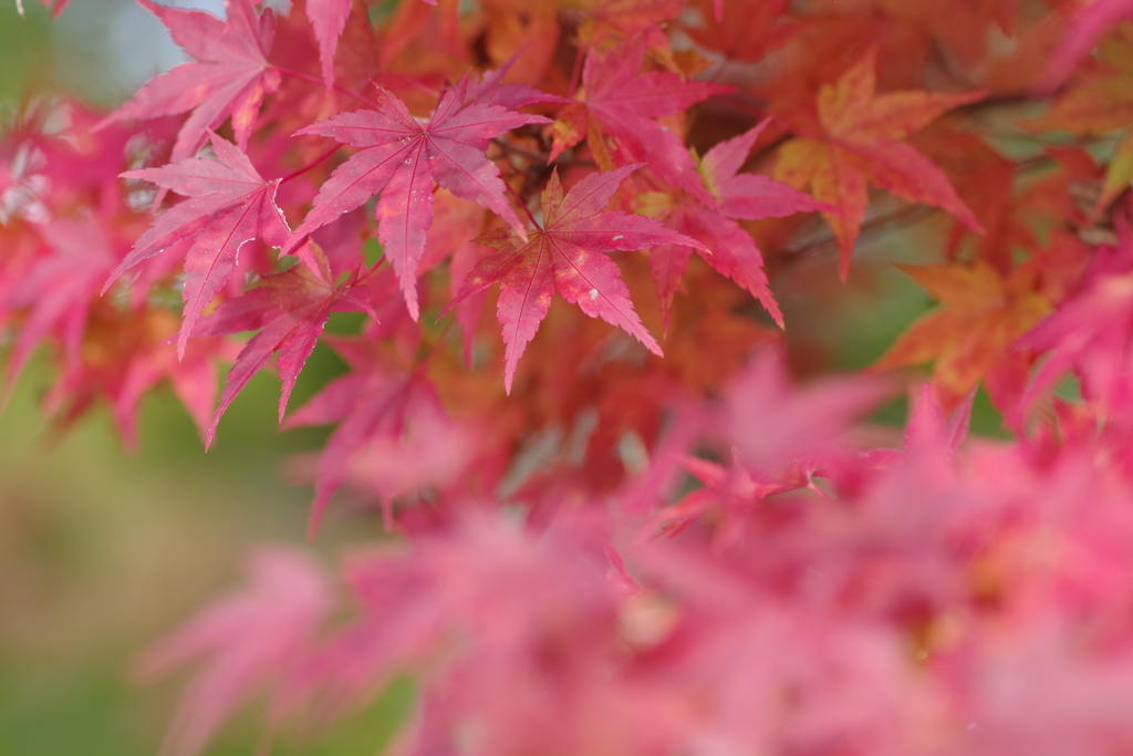 紅葉