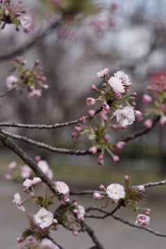 桜