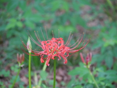 彼岸花