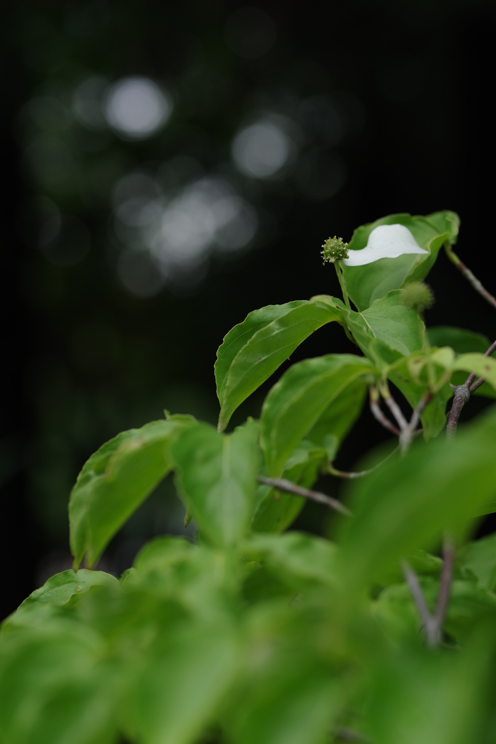 残花