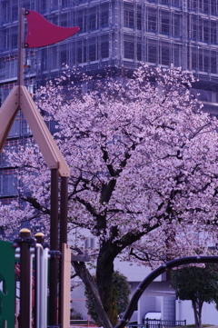 桜