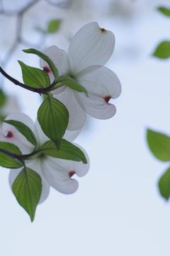 ハナミズキ white