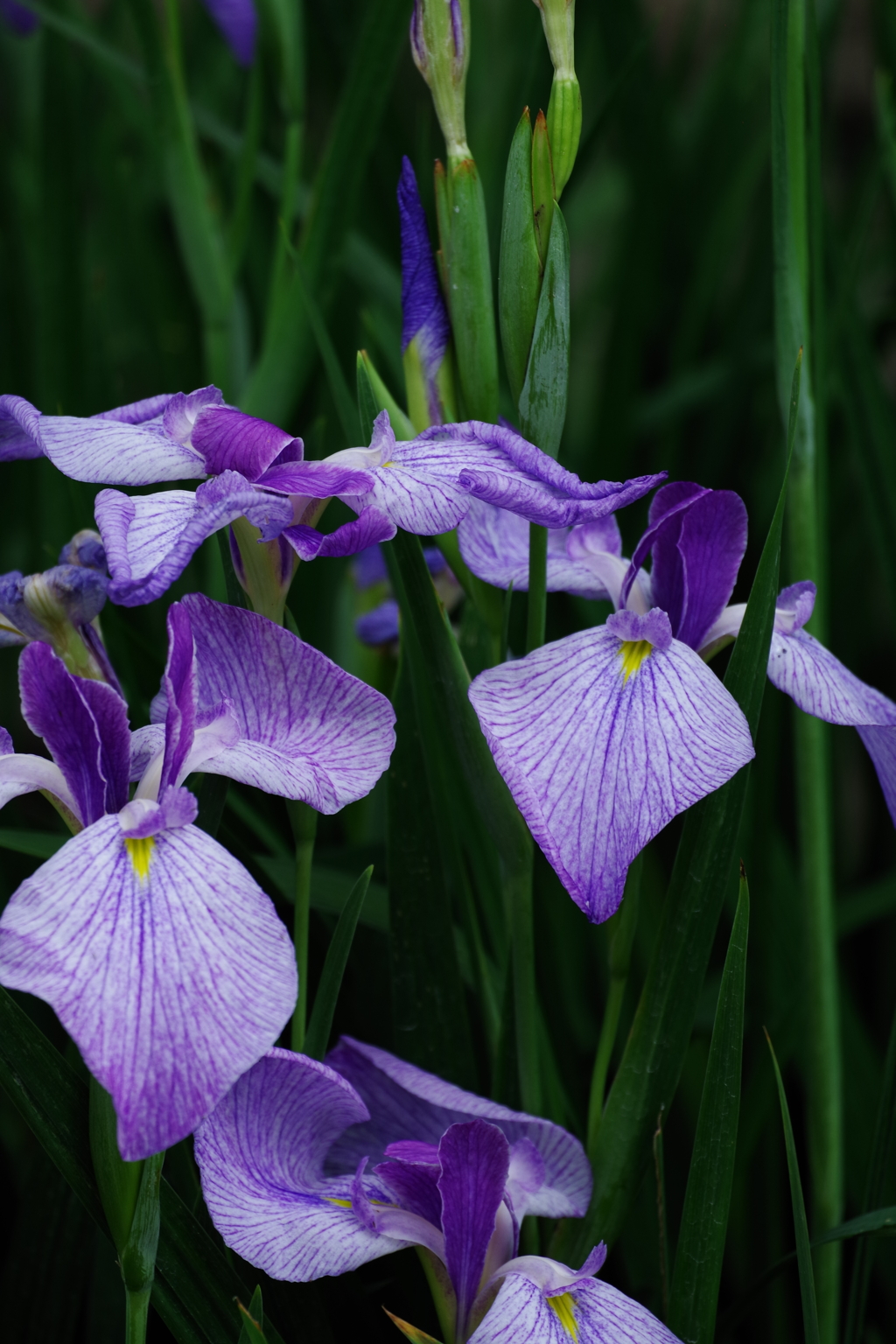 万博記念公園にて①
