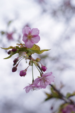 河津桜