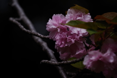 八重桜