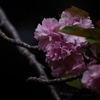八重桜