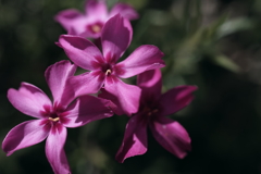 芝桜